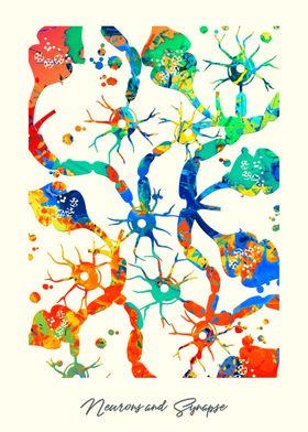 Neurons and Synapse