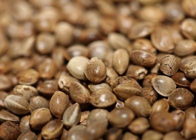 Cannabis seeds close up