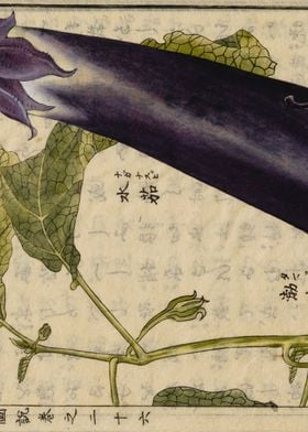 Eggplant illustration
