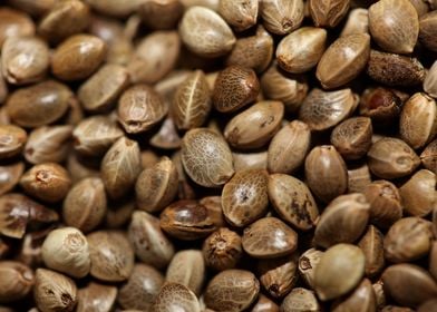 Cannabis seeds close up