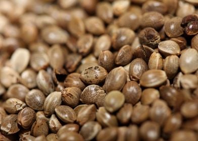 Cannabis seeds close up