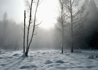 Snowy Forest Granier