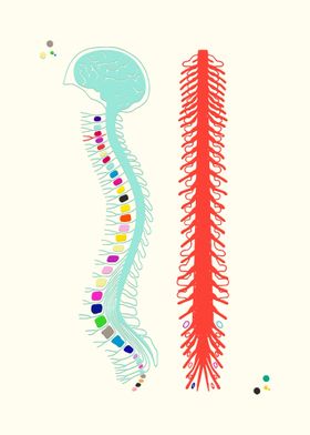 Spine