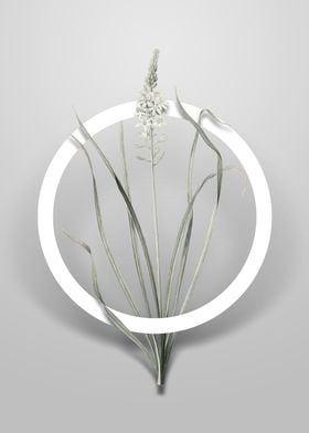 Wild Asparagus Flower Art