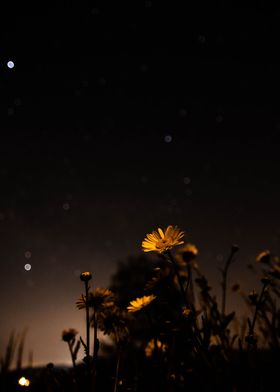 Daisies at Night