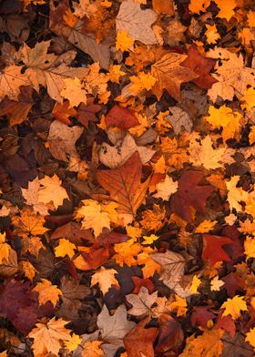 autumn Red leaf