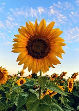 Sunflower at Field Nature 