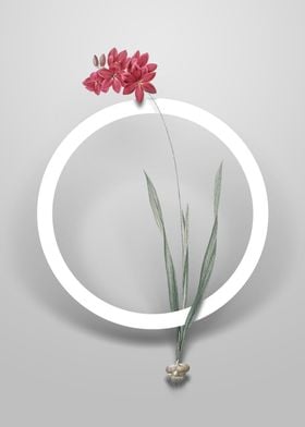 Ixia Filiformis Flower Art