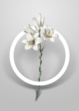 Vintage White Lily Flower