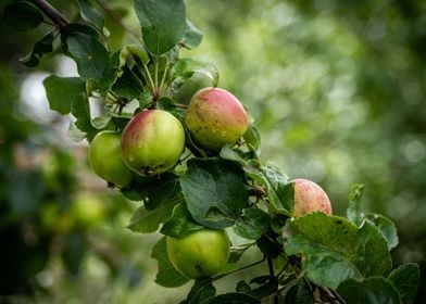 Apples in the Orchard