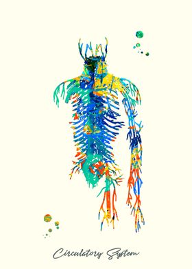 Circulatory System