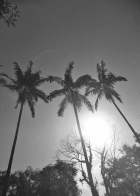 Black and White Palm Tree