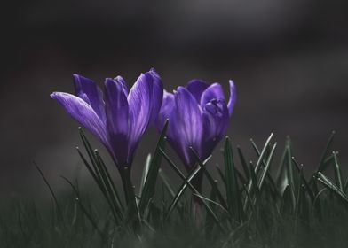 Crocus vernus 