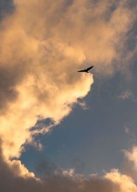 Raven flying in the sunset