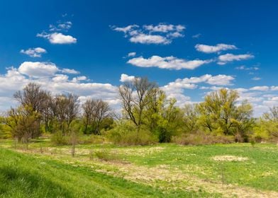 Spring wilderness