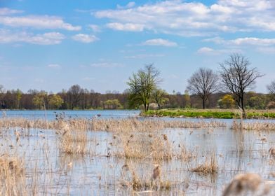 Spring pond, wild nature