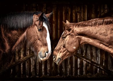 pair of horses