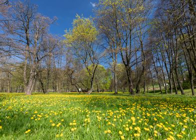 Spring meadow with flowers