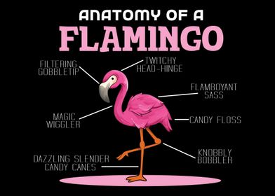 Anaotomy Of A Flamingo