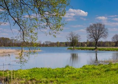 Spring pond and trees