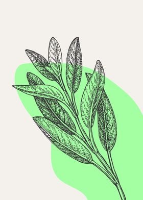 Botanic Minimalist