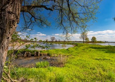 Spring in the wilderness