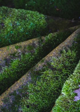 Moss stairs