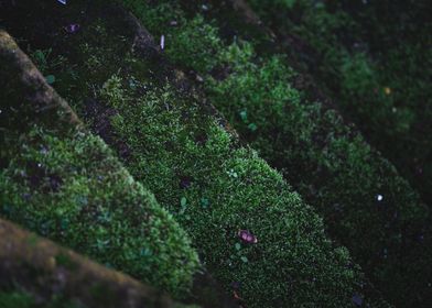 Moss stairs