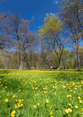 Spring blooming dandelions