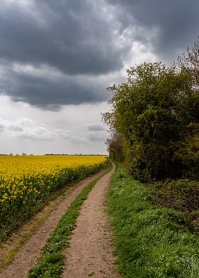 path through Yellow Fields