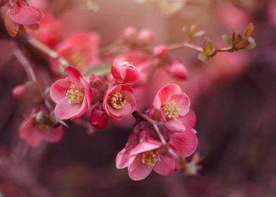 Spring pink quince flowers