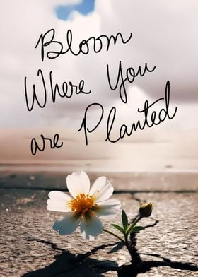 Bloom Where You R Planted