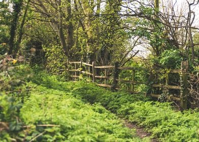 Old Forest Fence