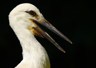 Oriental white stork