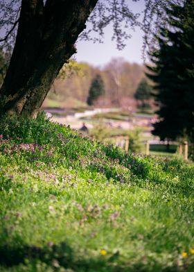 Meadow of flowers