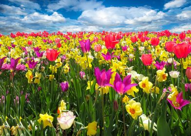 Tulip daffodils flowers