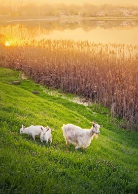 goat with two kids