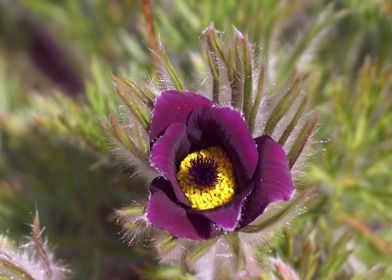 Purple Pasqueflower