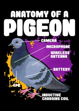 Anatomy Of A Pigeon