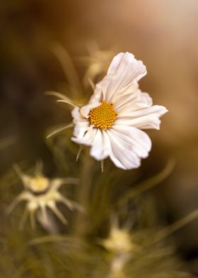 Garden cosmos flowers