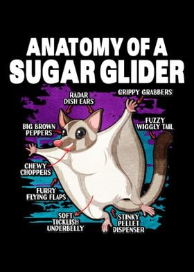 Anatomy Of A Sugar Glider