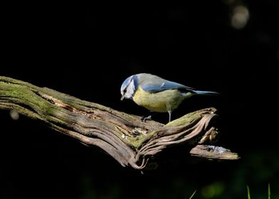 eurasian blue bird