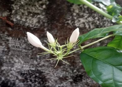 Jasmine Flowers