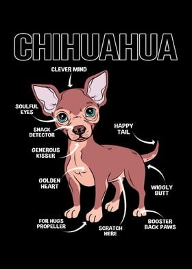 Chihuahua Anatomy