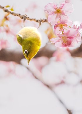 golden bird and cherry