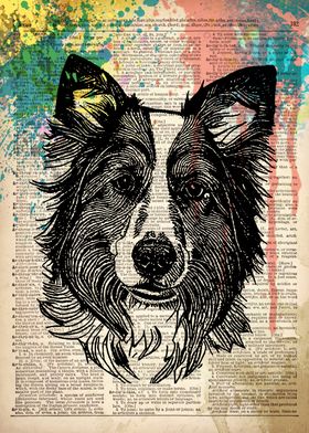 border collie dog art