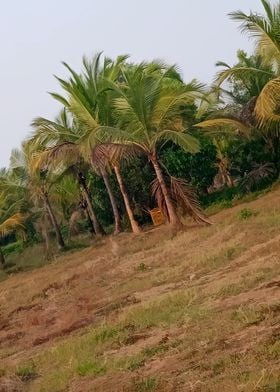 Coconut Trees