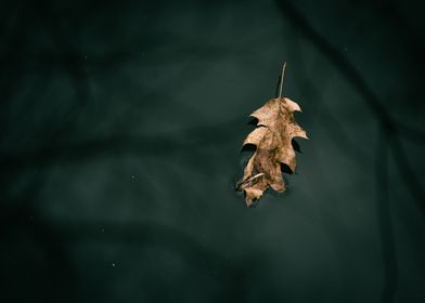 One leaf