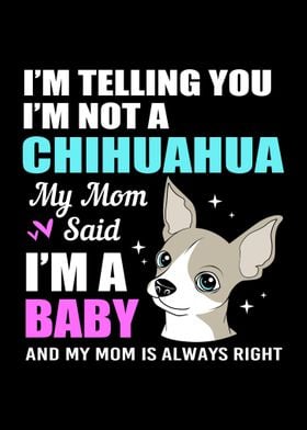 Funny Chihuahua