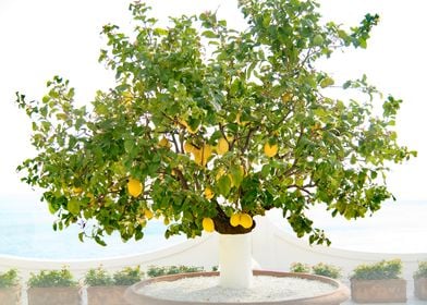 Lemon Tree in Positano 1 